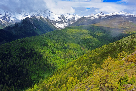 绿色大山