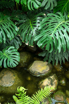 热带雨林湿地山涧小溪