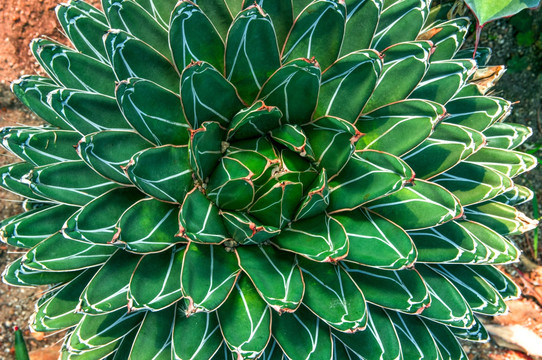 热带多肉植物