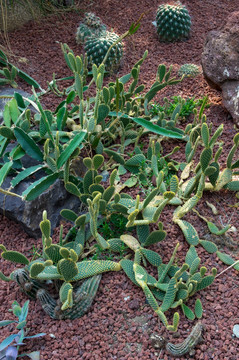 沙漠植物仙人掌