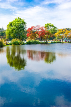 秋天树木池塘风景