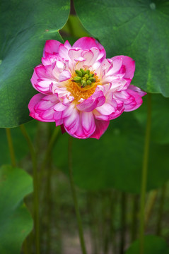 高清莫愁湖荷花