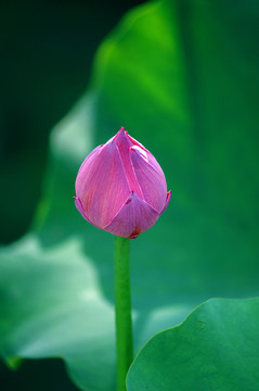 高清荷花