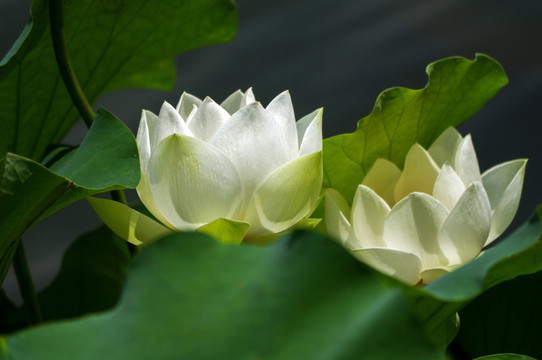 莫愁湖荷花