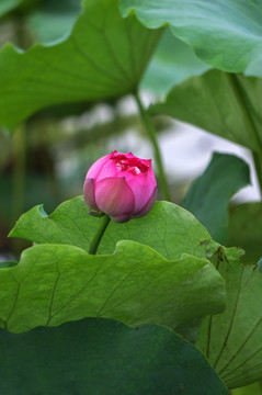 高清莫愁湖荷花