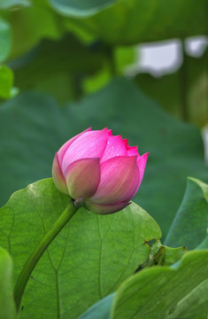 莫愁湖荷花