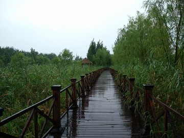 雨天木桥