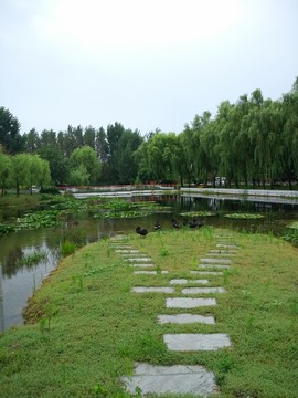 荷池中的黑天鹅