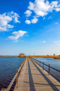 东营黄河口湿地