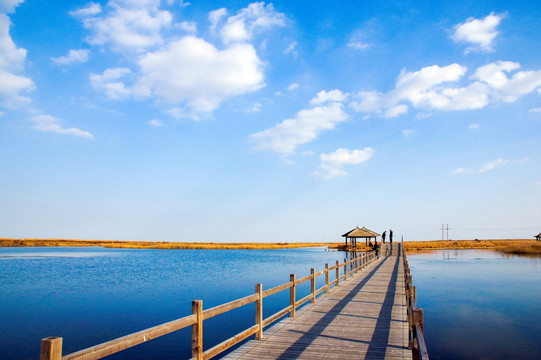 东营黄河口湿地