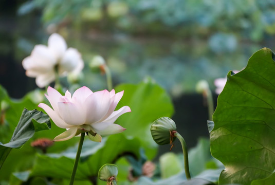 花卉花草