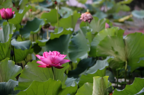 荷花特写