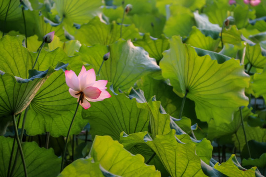 荷香秋夏