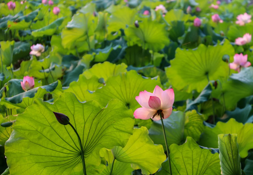 荷花花瓣