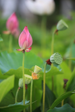 荷花素材