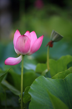 荷花素材