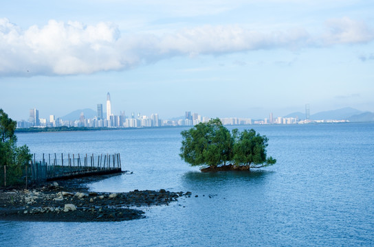 深圳湾 红树林