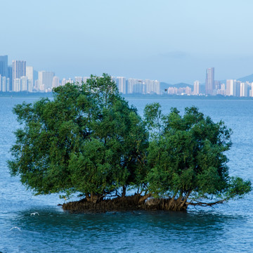 深圳湾 红树林