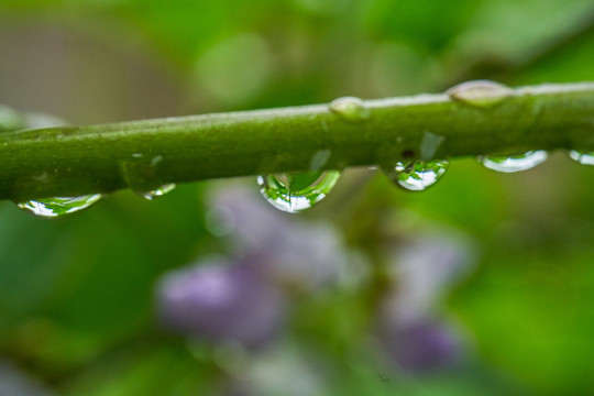 植物水珠 微距高清