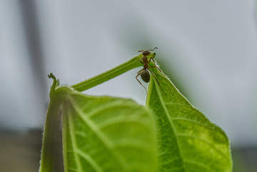 绿叶 蚂蚁