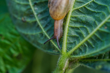 高清蜗牛