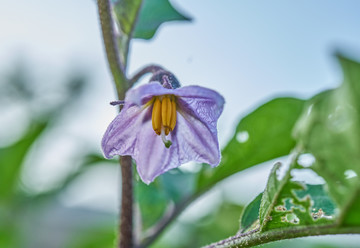 茄子花开 高清特写