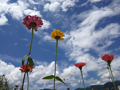 蓝天白云鲜花