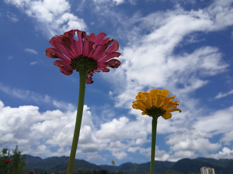 蓝天白云鲜花