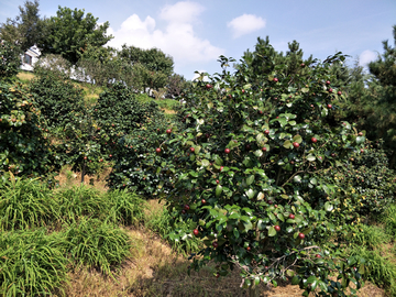 油茶树果实