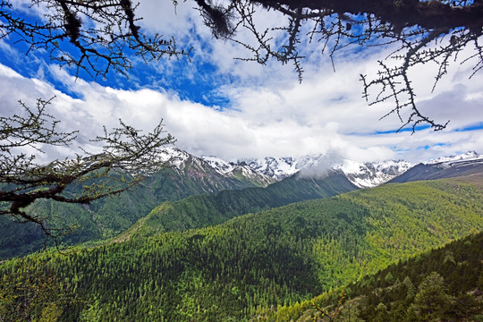 白马雪山