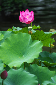 高清荷花