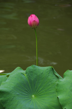 高清荷花