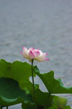 高清莫愁湖荷花