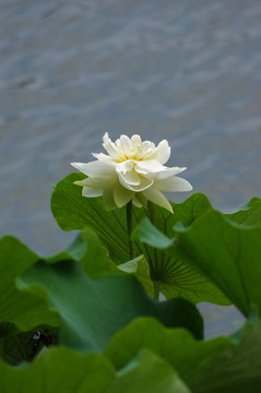 高清莫愁湖荷花