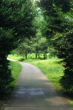 树林道路