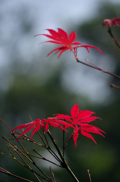 红叶枫叶