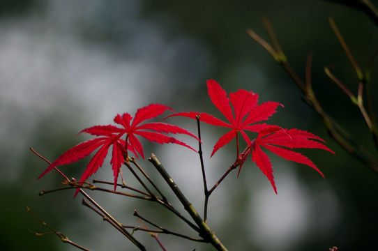 红叶枫叶