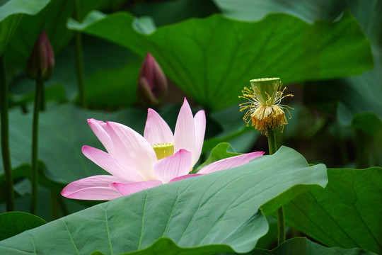 荷花 荷叶 莲蓬