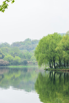 西湖晨景