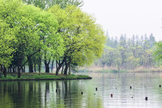 西湖晨景