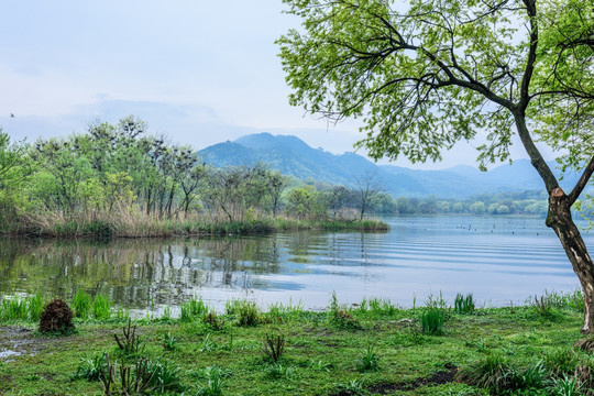 西湖晨景