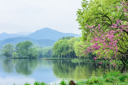 西湖晨景