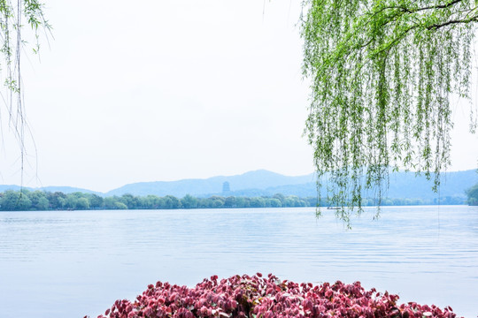 湖边垂柳