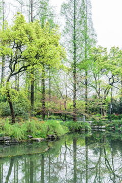 西湖晨景