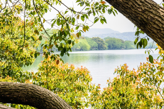 西湖苏堤晨景