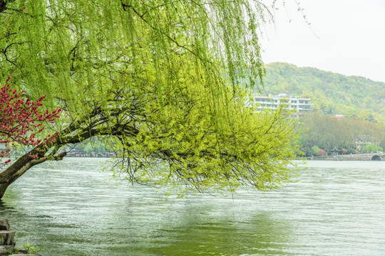 斜向湖面的绿树