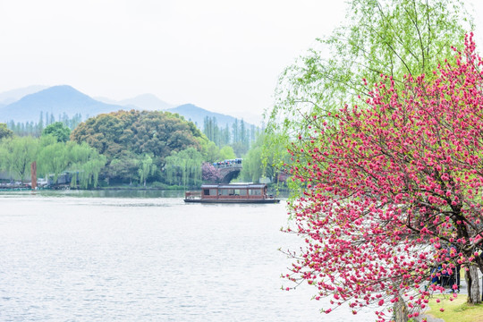 西湖晨景