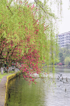 西湖晨景