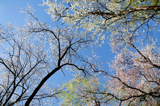 一树春色一天蓝