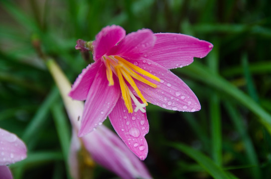 花卉